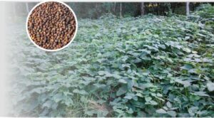 Benih Rumput LCC dan Rumput pakan Ternak