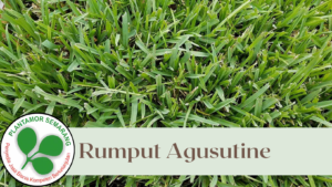 Bibit Rumput Agustine