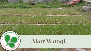 Akar Wangi