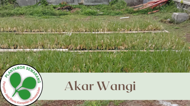 Akar Wangi