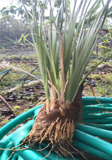 Bibit Rumput Akar Wangi Vetiver