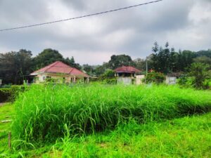 Bibit Rumput Akar Wangi Vetiver