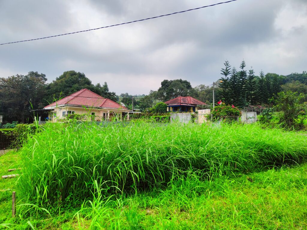 Bibit Rumput Akar Wangi Vetiver