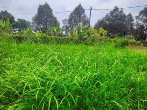 Bibit Rumput Akar Wangi Vetiver