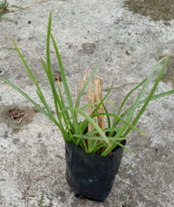 Bibit Rumput Akar Wangi Vetiver