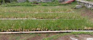 Bibit Rumput Akar Wangi Vetiver