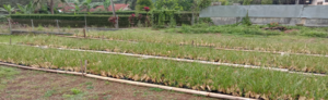 Bibit Rumput Akar Wangi Vetiver