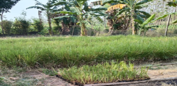 Bibit Rumput Akar Wangi Vetiver