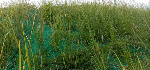 Bibit Rumput Akar Wangi Vetiver