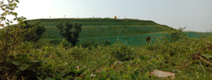 Bibit Rumput Akar Wangi Vetiver