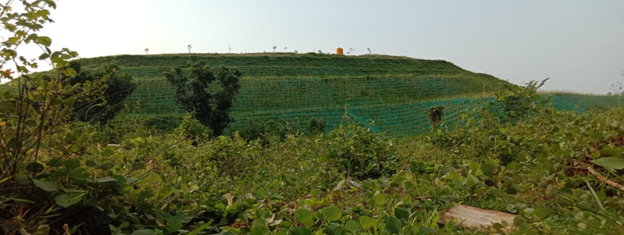 Bibit Rumput Akar Wangi Vetiver