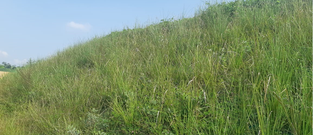 Bibit Rumput Akar Wangi Vetiver