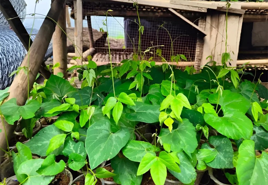 Bibit Tanaman Penutup Tanah Mucuna