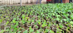 Bibit Tanaman Penutup Tanah Mucuna