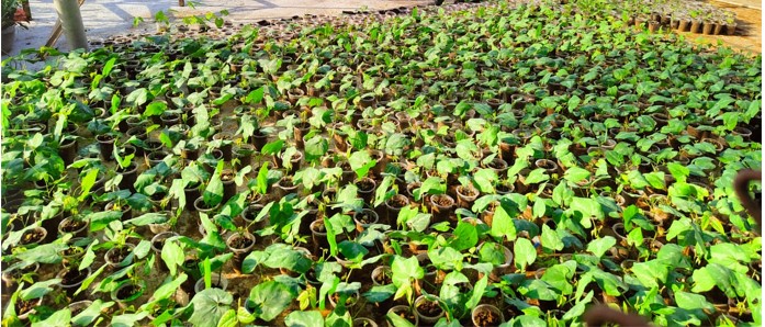 Bibit Tanaman Penutup Tanah Mucuna