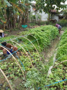 Bibit Tanaman Penutup Tanah Mucuna