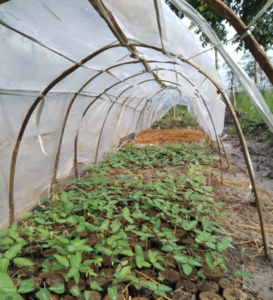 Bibit Tanaman Penutup Tanah Mucuna