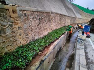 Bibit Tanaman Penutup Tanah Mucuna