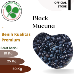 Black-Mucuna-Benguk-Hitam-1