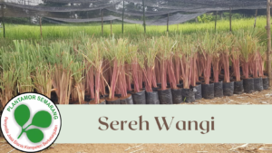 Bibit Sereh Wangi