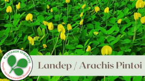 Landep / Arachis pintoii