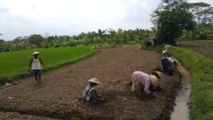 Karpet Rumput
