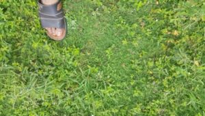 Karpet Rumput