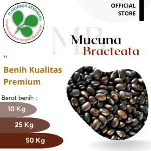 Mucuna-Bracteata-MB-1