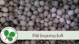 Biji Jagung Jali