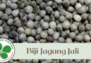 Biji Jagung Jali