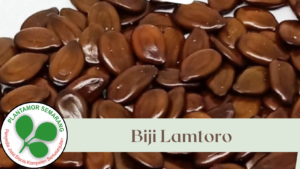 Biji Lamtoro