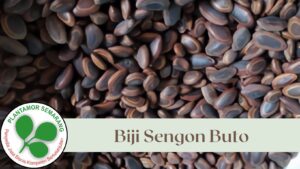 Biji Sengon Buto