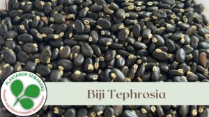 Biji Tephrosia