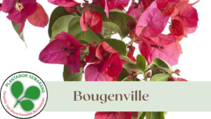 Bibit Bougenville
