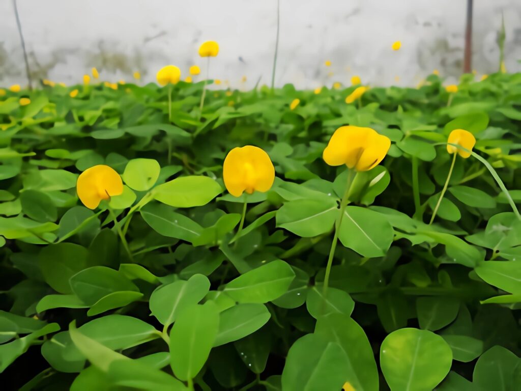 Landep / Arachis pintoii