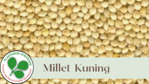 Millet Kuning