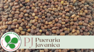 pj-1