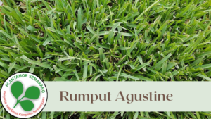 Bibit Rumput Agustine