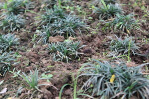 Bibit Rumput Agustine