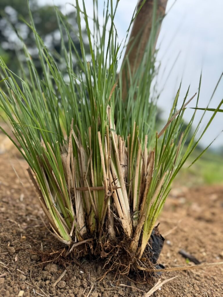 Bibit Rumput Akar Wangi Vetiver