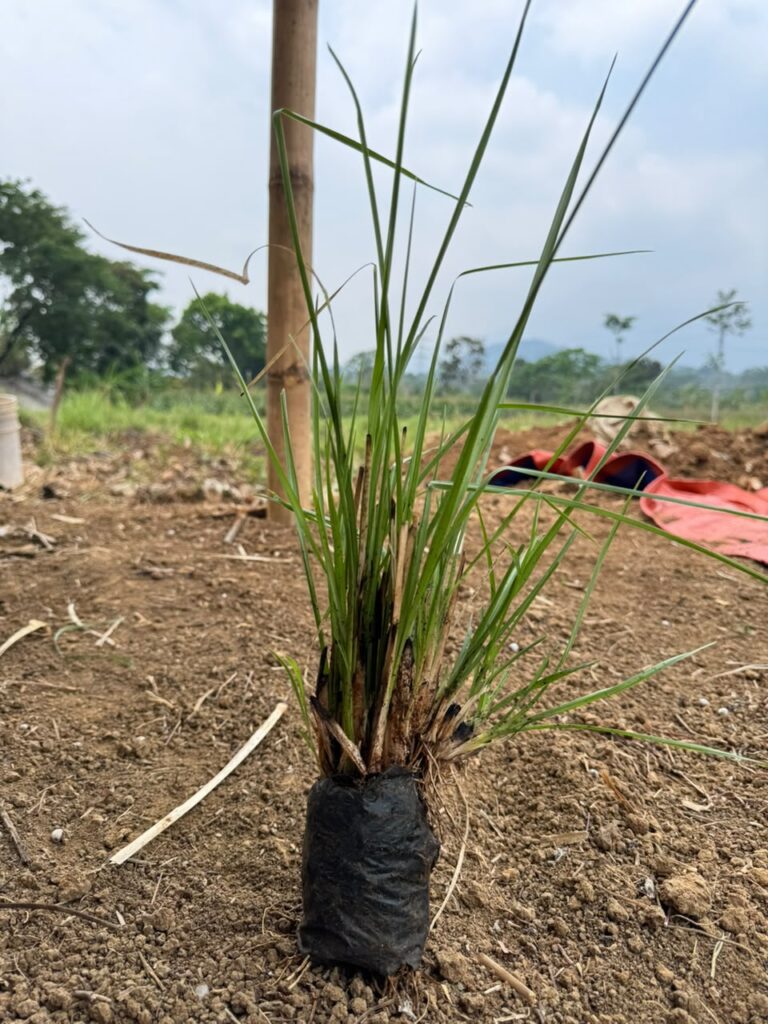 Bibit Rumput Akar Wangi Vetiver