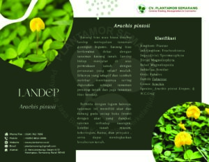 Landep / Arachis pintoii