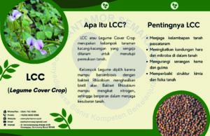 Benih Rumput LCC dan Rumput pakan Ternak
