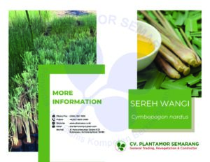 Bibit Sereh Wangi