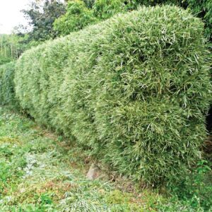 Malay Dwarf Variegated Bamboo