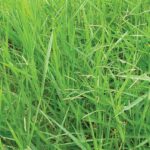 Signal grass