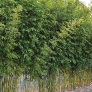 Slender Weaver Bamboo