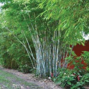 White bamboo