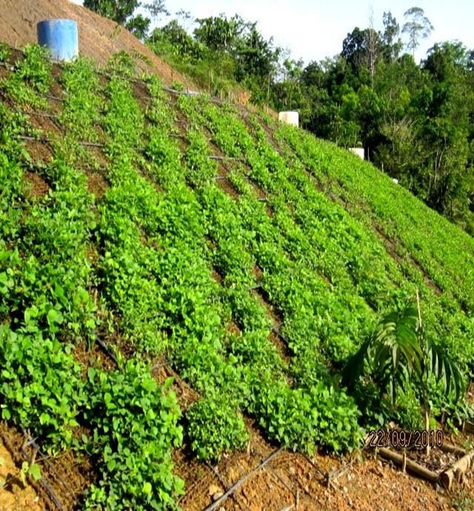 Geocell Solusi Berkelanjutan untuk Rehabilitasi Lahan dan Tebing