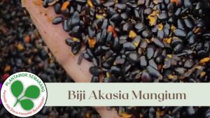 Biji Akasia Mangium